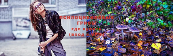 крисы Бородино